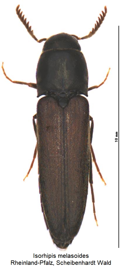 isorhipis_melasoides_hab.jpg