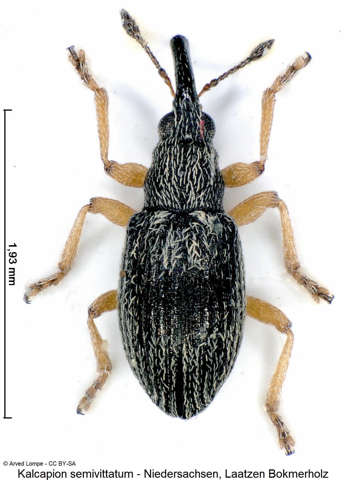 kalcapion_semivittatum_ck36710442_hab.jpg