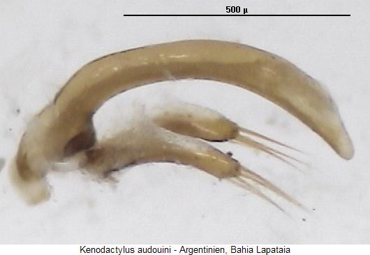 kenodactylus_audouini.jpg