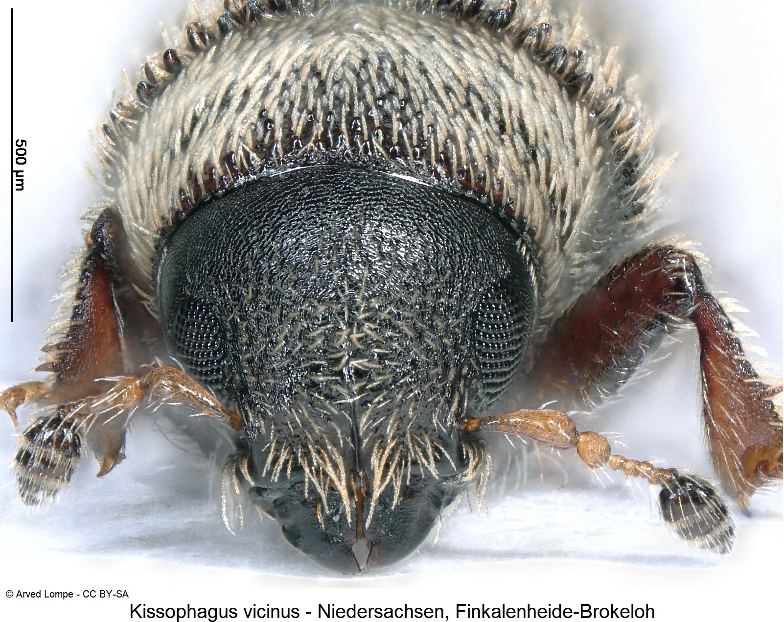 kissophagus_vicinus_ck35981482_k.jpg