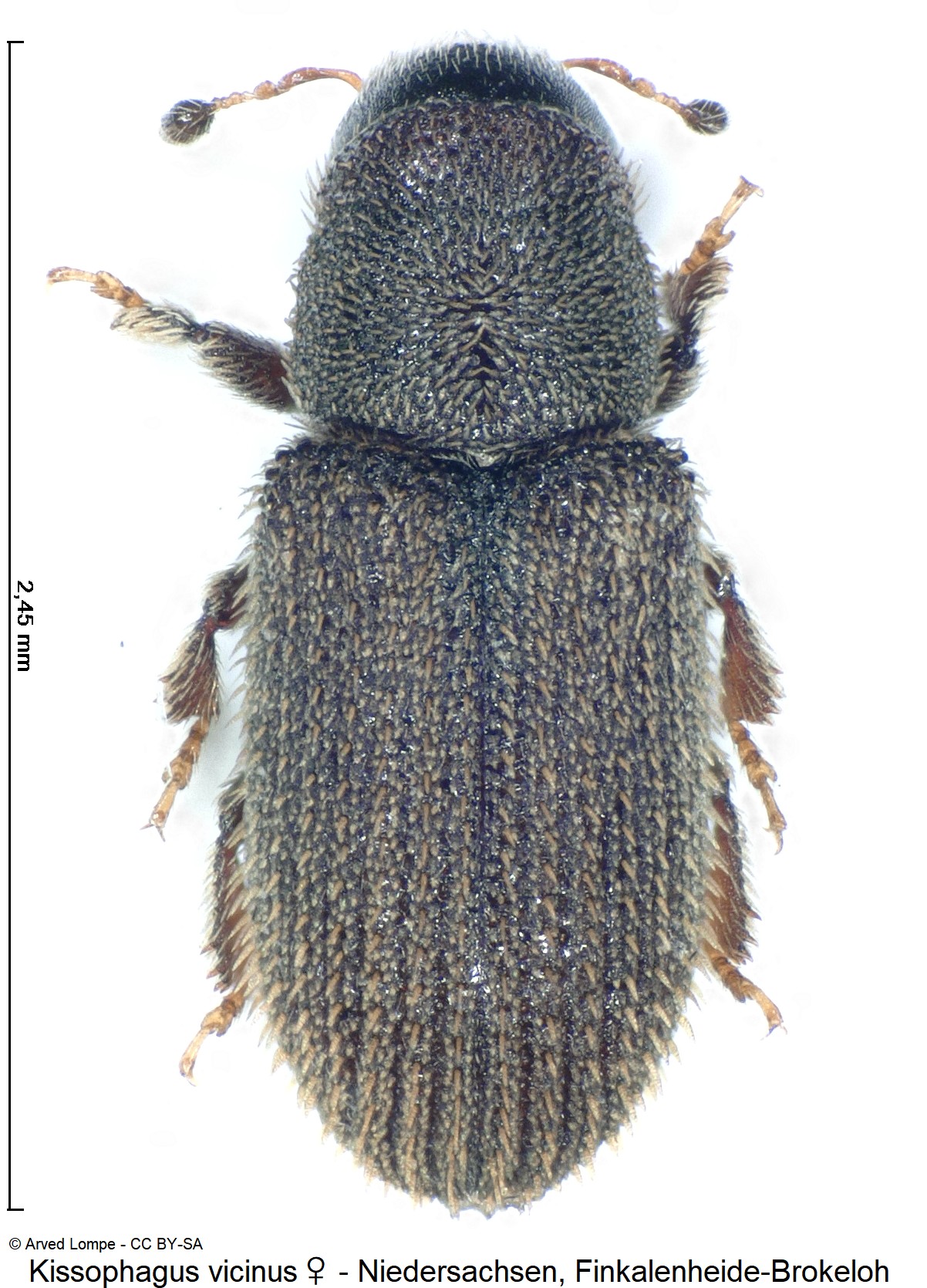 kissophagus_vicinus_w_ck35981482_hab.jpg