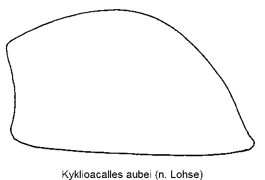 kyklioacalles_aubei_fld_sa.gif