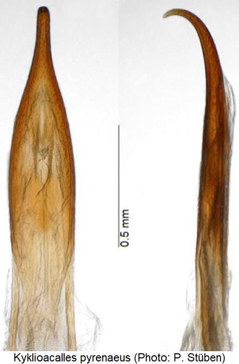 kyklioacalles_pyrenaeus.jpg