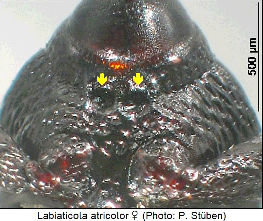 labiaticola_atricolor_w_vbr.jpg