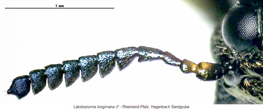 labidostomis_longimana_f.jpg