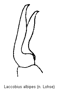 laccobius_albipes_vtr.gif
