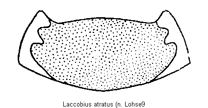 laccobius_atratus1.gif