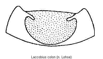 laccobius_colon_hsch.gif