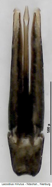 laccobius_minutus.jpg