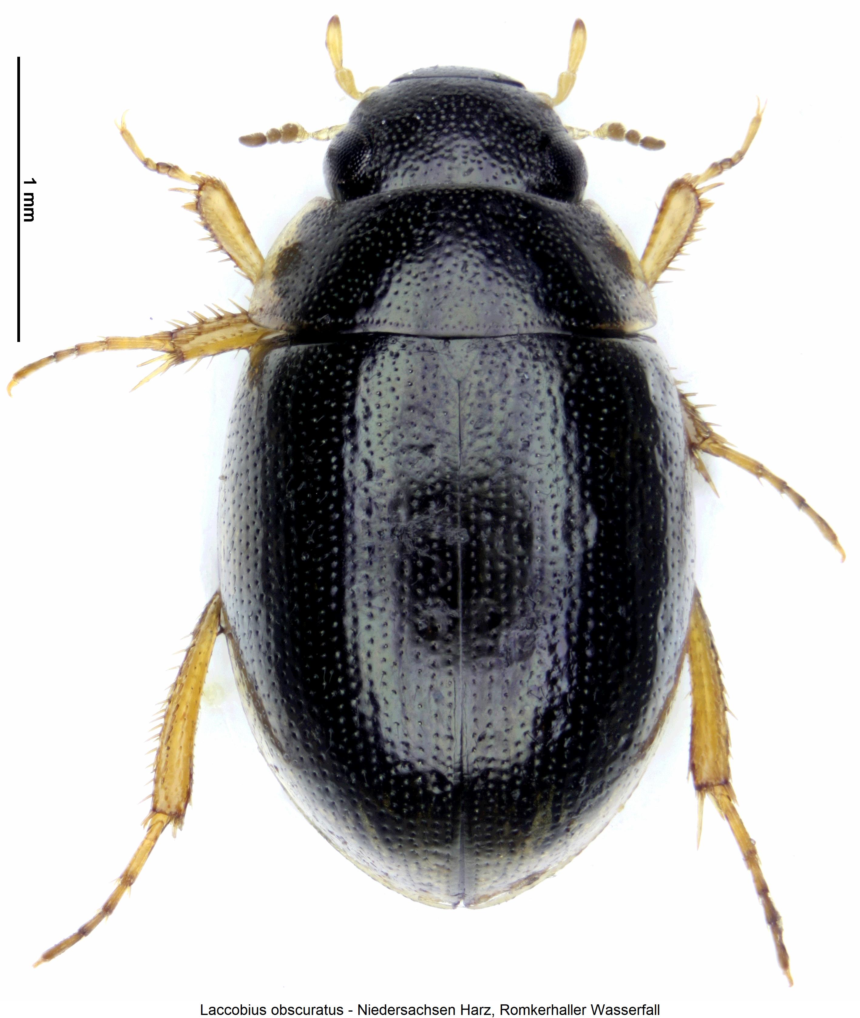 laccobius_obscuratus_hab.jpg