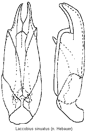 laccobius_sinuatus.gif