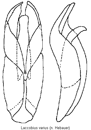 laccobius_varius.gif