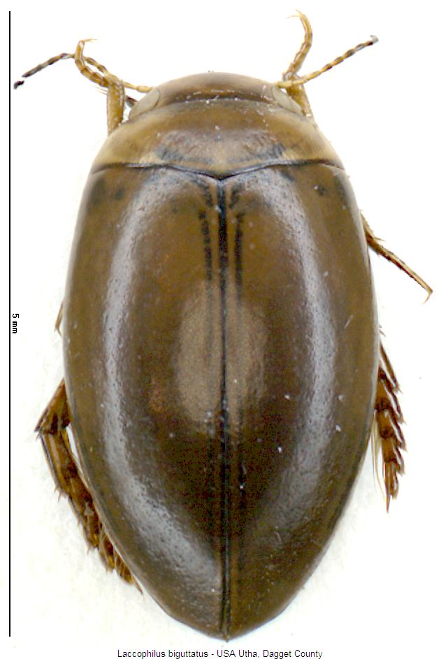 laccophilus_biguttatus_hab.jpg