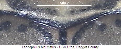 laccophilus_biguttatus_hsch.jpg