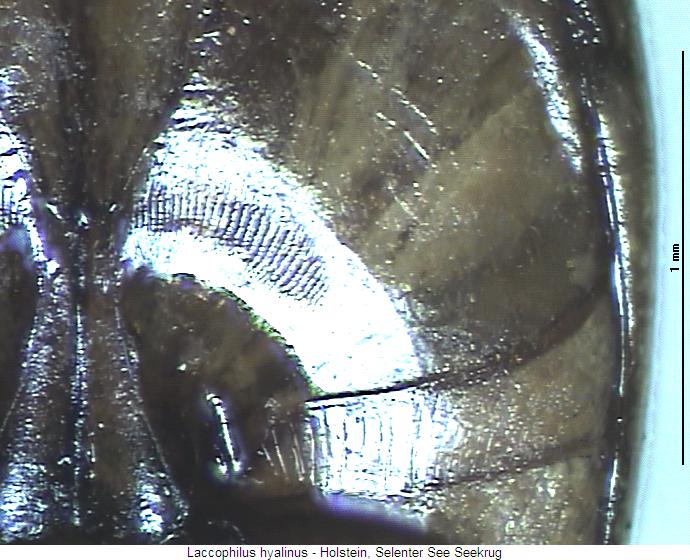 laccophilus_hyalinus_hbr.jpg