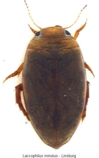 laccophilus_minutus_hab.jpg
