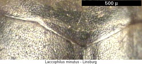 laccophilus_minutus_hsch.jpg