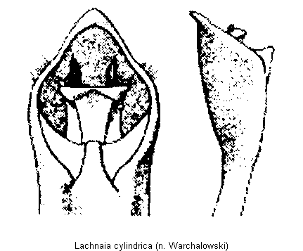 lachnaia_cylindrica.gif