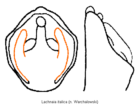 lachnaia_italica.gif