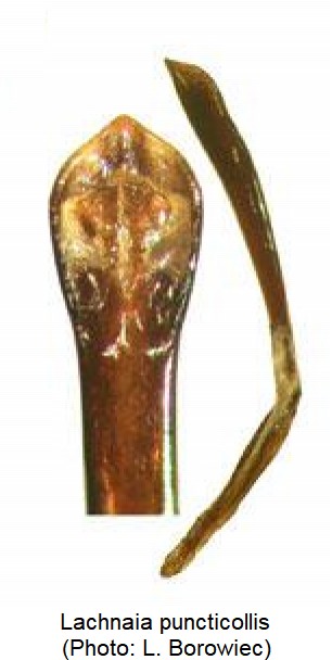 lachnaia_puncticollis.jpg