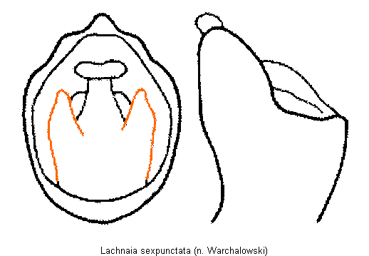lachnaia_sexpunctata.gif