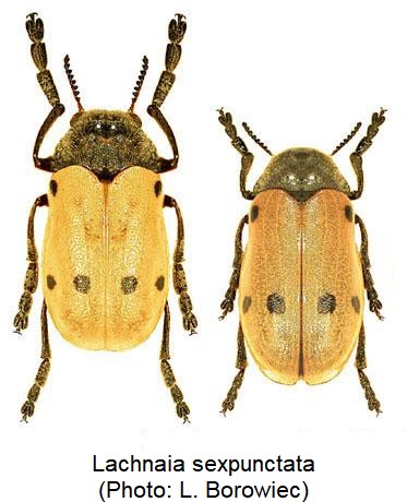 lachnaia_sexpunctata_hab.jpg