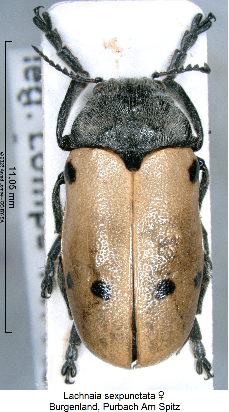 lachnaia_sexpunctata_w_hab.jpg