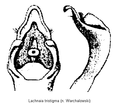 lachnaia_tristigma.gif