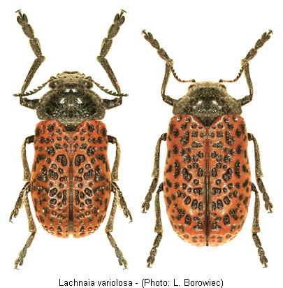 lachnaia_variolosa.jpg