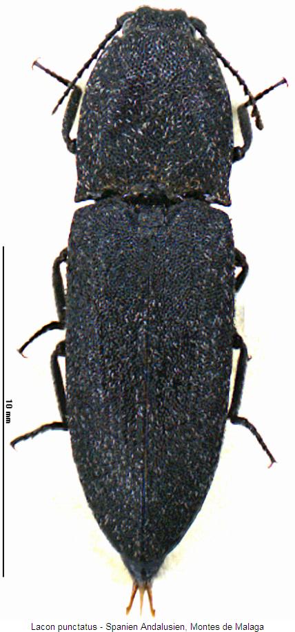 lacon_punctatus_hab.jpg