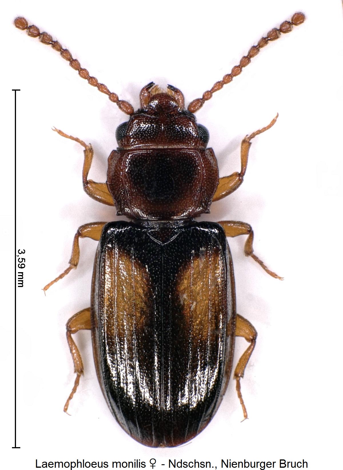 laemophloeus_monilis_hab1.jpg