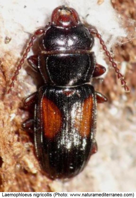 laemophloeus_nigricollis_live.jpg