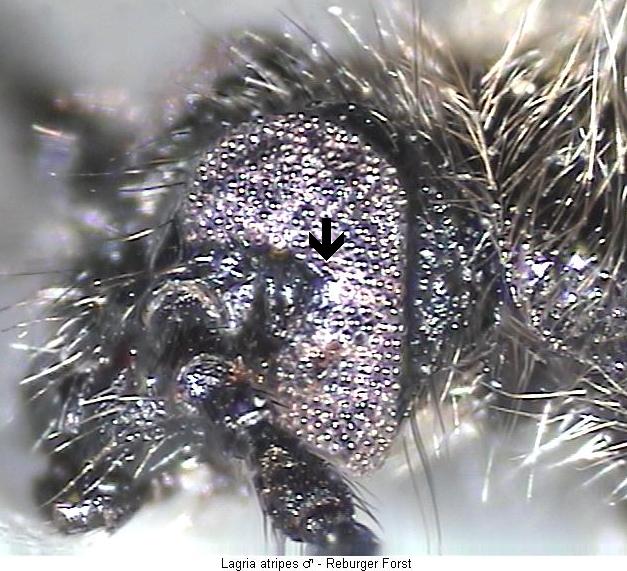 lagria_atripes_k.jpg