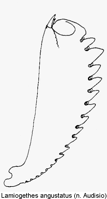 lamiogethes_angustatus_vschn.gif