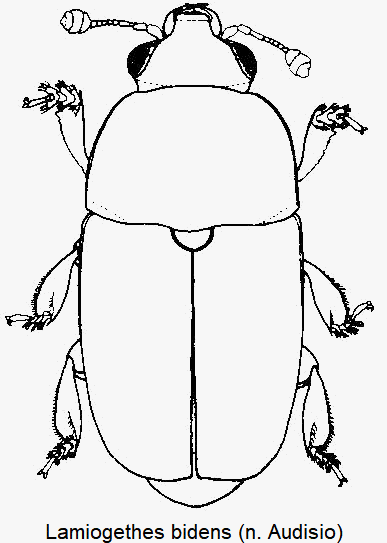 lamiogethes_bidens_hab.gif