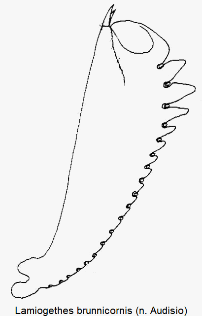 lamiogethes_brunnicornis_vschn.gif