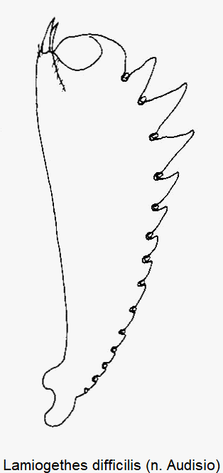 lamiogethes_difficilis_vschn.gif