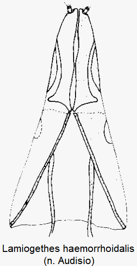 lamiogethes_haemorrhoidalis_ovi.gif