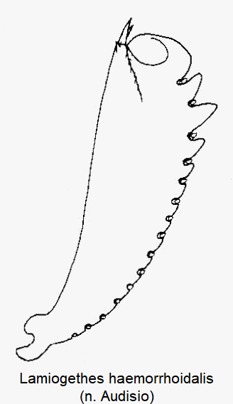 lamiogethes_haemorrhoidalis_vschn.gif