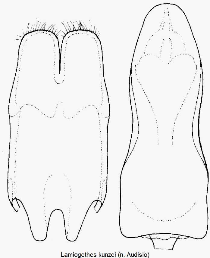 lamiogethes_kunzei.gif