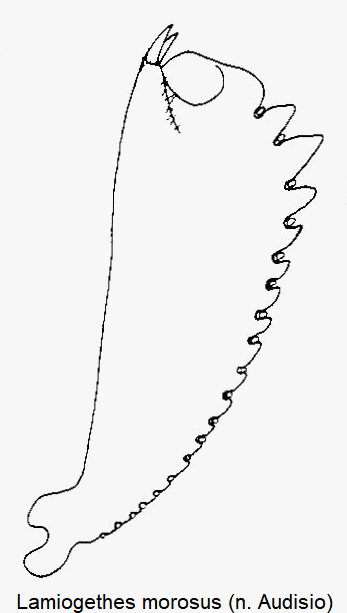 lamiogethes_morosus_vschn.gif