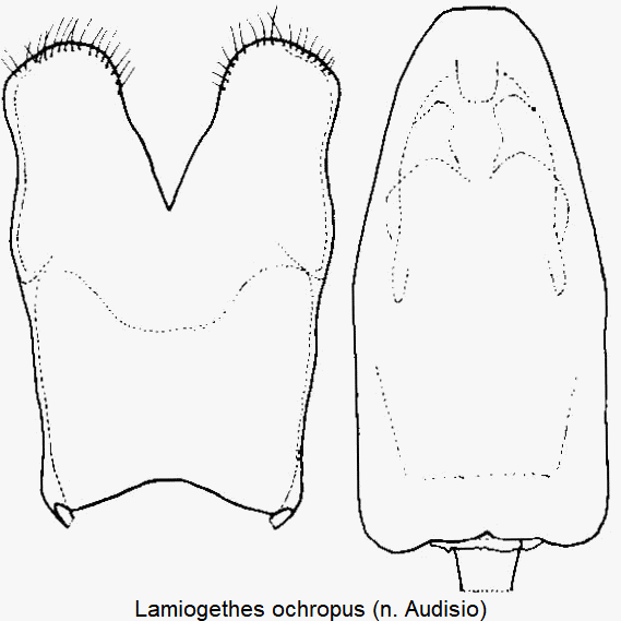 lamiogethes_ochropus.gif
