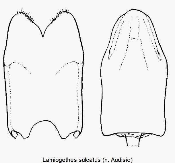 lamiogethes_sulcatus.gif