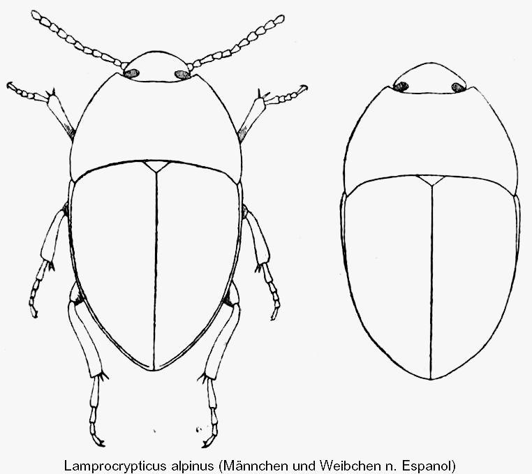 lamprocrypticus_alpinus.gif
