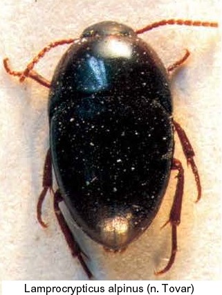 lamprocrypticus_alpinus.jpg