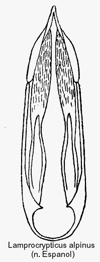 lamprocrypticus_alpinus_aed.gif