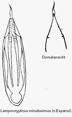 lamprocrypticus_minutissimus_aed.gif
