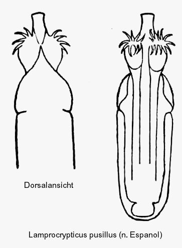 lamprocrypticus_pusillus_aed.gif