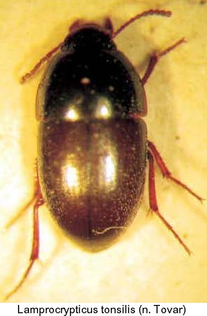 lamprocrypticus_tonsilis.jpg