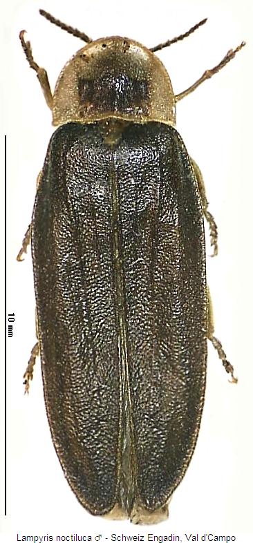 lampyris_noctiluca_m_hab.jpg